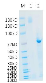 Reducing 4%-20% SDS-PAGE (CBB stained) analysis profiles of purified TMPRSS15.
1. TMPRSS15: 1 μg
2. BSA: 1 μg